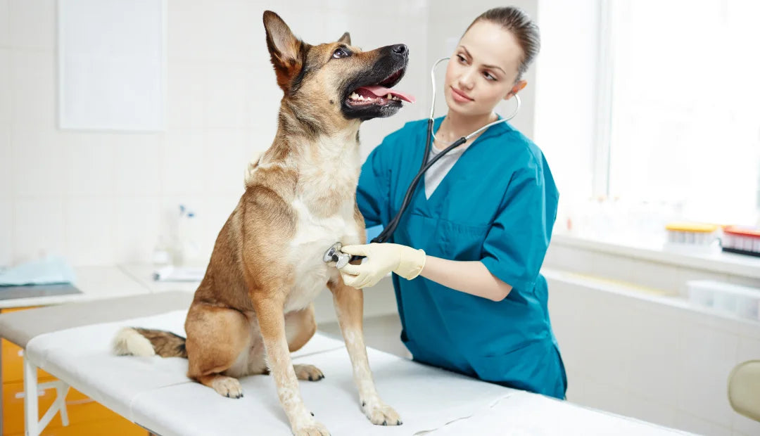 Servicio Veterinario