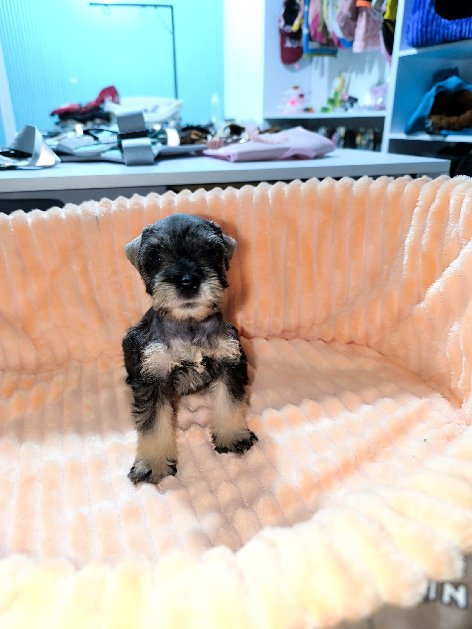 83206458 490b 43dd b855 e885f52a594c