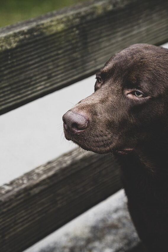 dog, labrador, nature, animal, pet, ears, snout, brown
