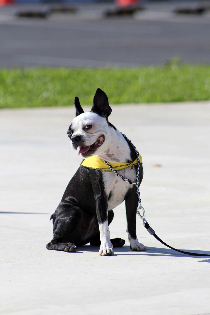 dog, dog smile, smile, happy, puppy, cute, pet, animal, lifestyle, portrait, smiling, canine, doggy, adorable, dog laught, obediencia, clases, nature, entrenamiento, entrenamiento canino, perros, perro, obedience