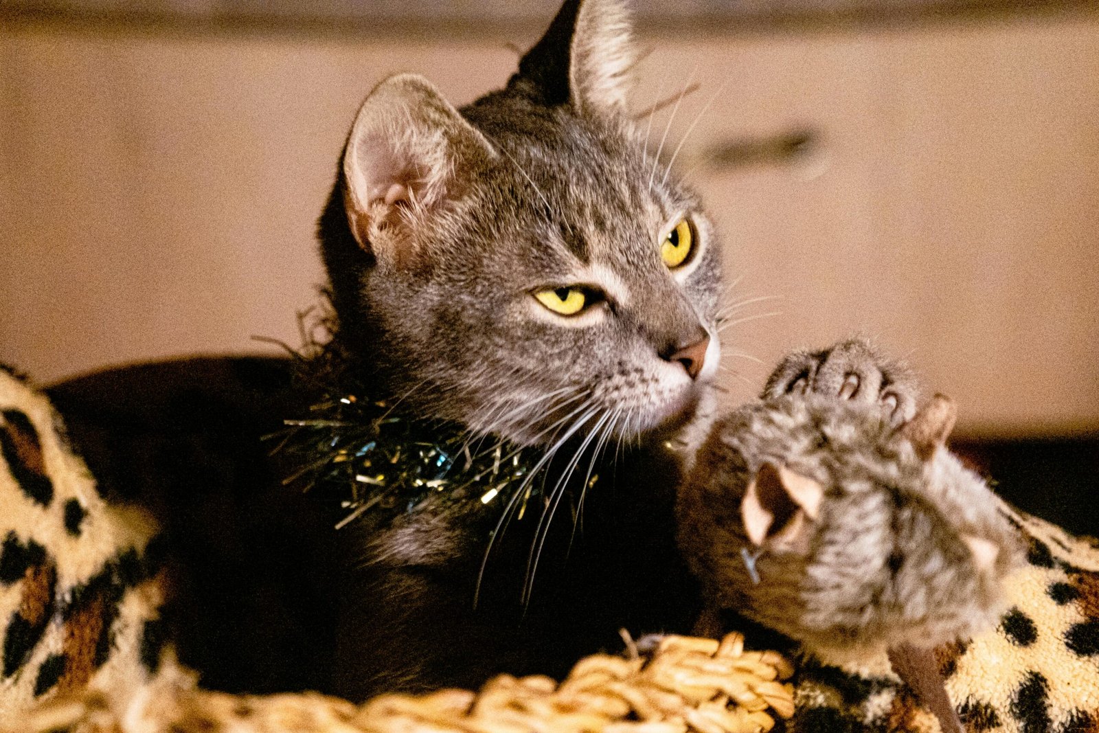 Gray cat with yellow eyes playing with a plush toy mouse on a leopard print blanket.