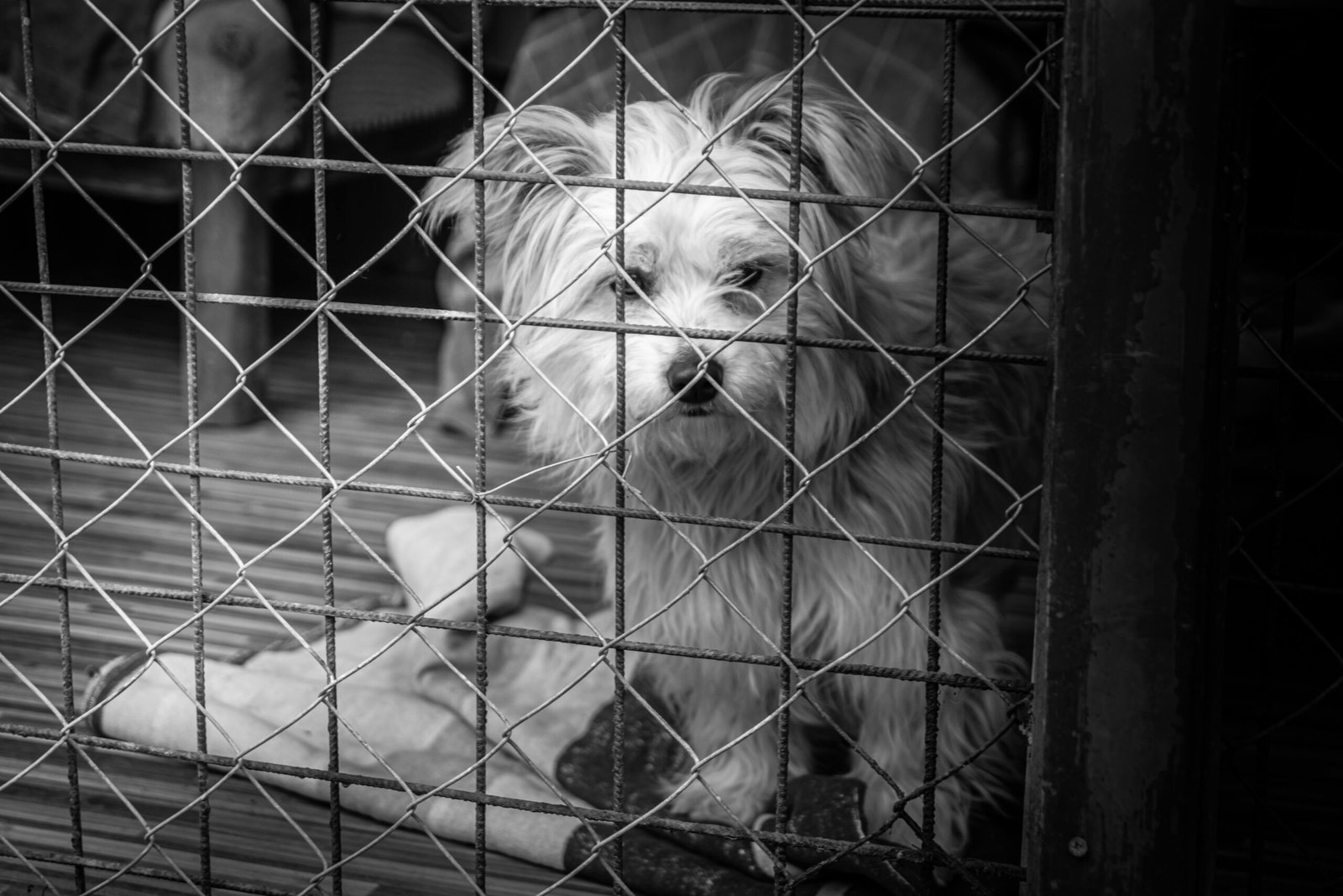 A black and white photo of a small, furry dog behind a wire cage indoors.