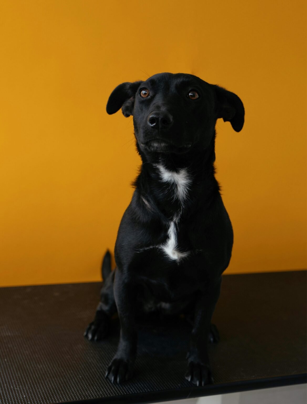 Charming portrait of a black Labrador puppy sitting against an orange background, ideal for pet adoption promotions.