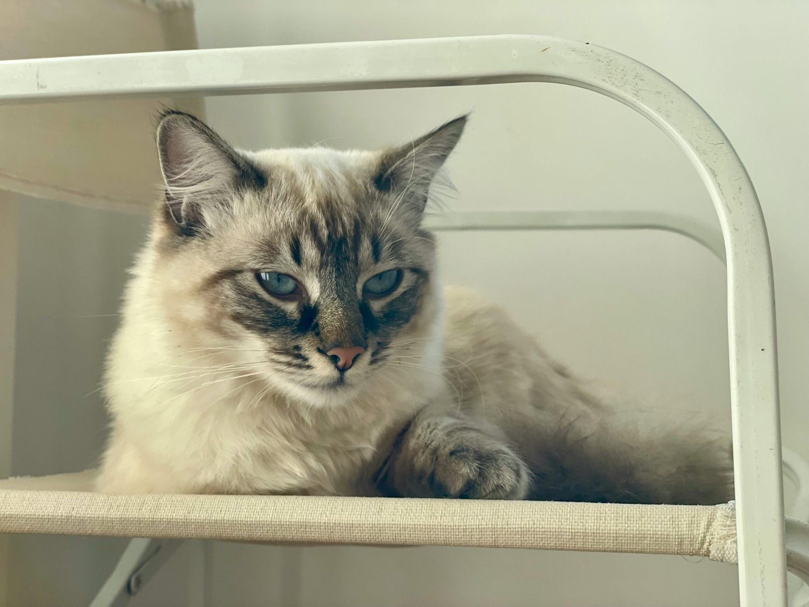 A Siamese cat comfortably resting on an indoor chair, exuding calmness and elegance.