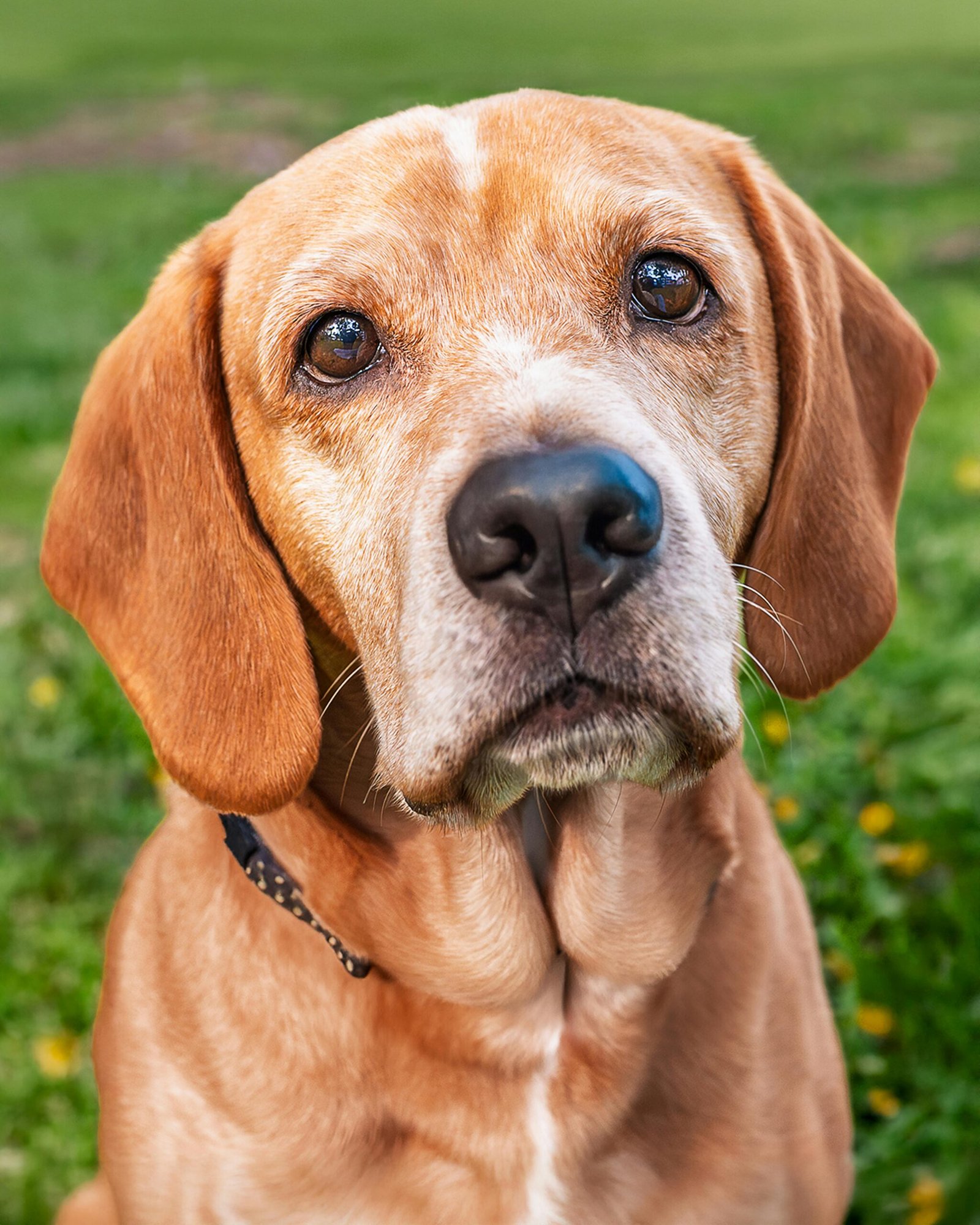 Cute Beagle dog looking at camera outdoors. Perfect for pet lovers.